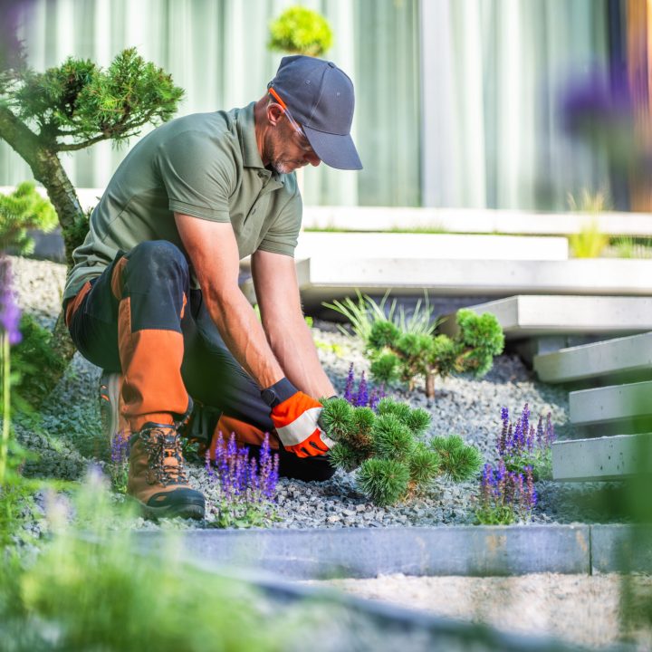 A gardener in a cap and gloves carefully tends to vibrant plants in a contemporary garden setting. The well-maintained landscape features unique stone arrangements and lush greenery. Bright sunlight enhances the colors, creating a serene atmosphere.